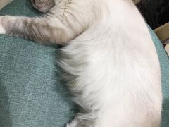 -藏猫猫咖啡主题馆(中央大道店)