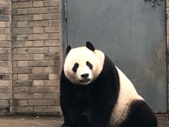 -都江堰中华大熊猫苑