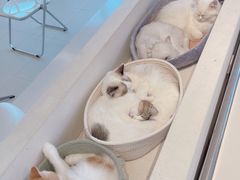 -怪兽屋·羊驼·猫咖·狗咖(俊华广场店)