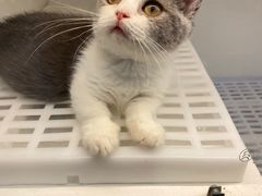 -lincat·猫舍(广州店)