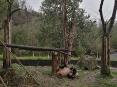 -都江堰中华大熊猫苑