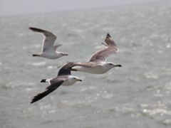 -海驴岛(荣成市)