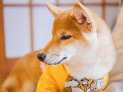 -豆柴町-柴犬主题狗咖(红鼎国际C座店)