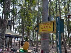 -西双版纳傣族园