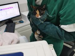 -可蒙动物医院·猫科·骨科中心(首义路店)