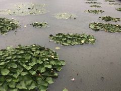 -长兴太湖图影湿地文化园