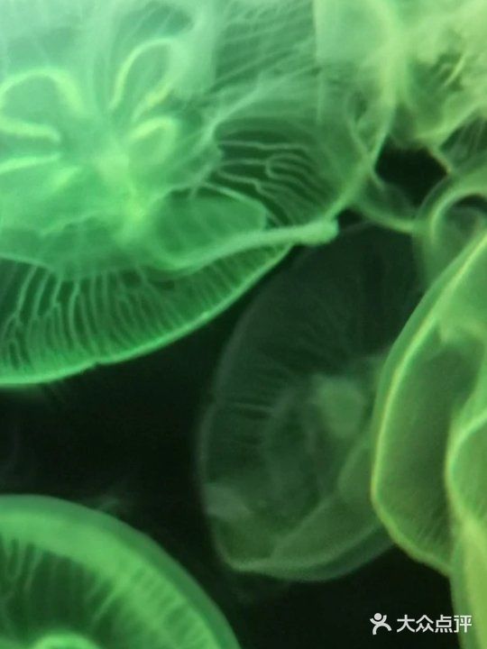 118元即可带娃打卡一整天的动物王国！