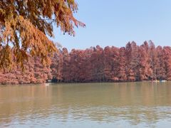 -上海海湾国家森林公园