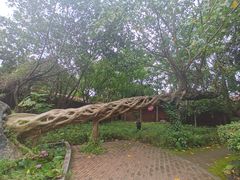 -瑞丽独树成林风景区