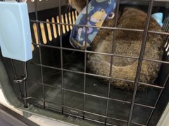 -半岛宠物医院24小时(西派城店)
