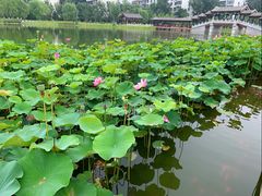 -西海子公园