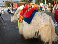-青海湖国家重点风景名胜区