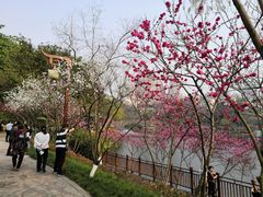 -重庆彩云湖湿地公园