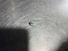 -群众牛肉小点(蚵仔煎)