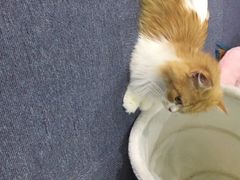 喵的天空-喵的天空名猫咖啡馆·撸猫·猫舍·用品