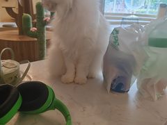 -飞行喵MR PILOT|猫舍·猫咖(静安大融城店)