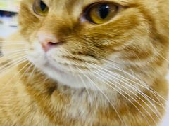 -喵的天空名猫咖啡馆·撸猫·猫舍·用品