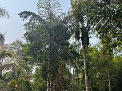 -中国科学院西双版纳热带植物园
