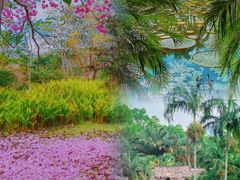 -中国科学院西双版纳热带植物园