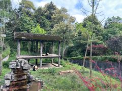 -中国大熊猫保护研究中心雅安碧峰峡基地