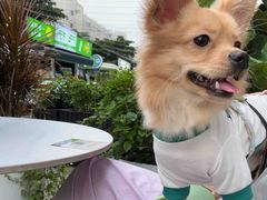 -艾贝尔宠物医院 ·内科全科(梁溪路店)