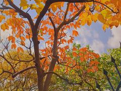 -上海佘山国家森林公园西佘山园