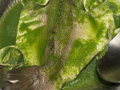 -狮拾久·现代新加坡料理(壹方城店)