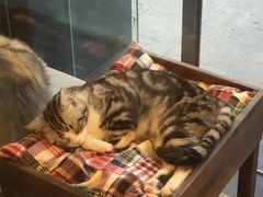 -猫大福·Fortune Cat猫舍(百子湾店)