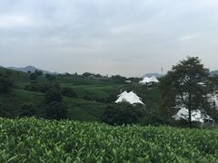 -帐篷客·溪龙茶谷度假酒店
