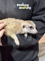 -Zoolung Zoolung动物主题公园(海信广场店)