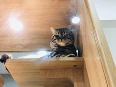 -BABIT巴比特宠物(MOMOPARK店)