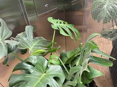 -大自然花鸟鱼虫市场