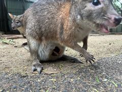 -费瑟代尔野生动物园