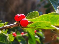 -北京西山国家森林公园