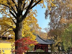-灵谷景区