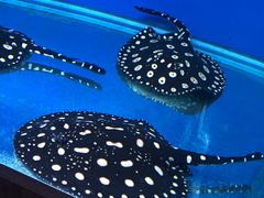 -御唐府海珊瑚主题餐厅