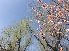 -北京鹫峰国家森林公园