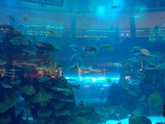 -迪拜水族馆及水下动物园