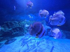 -烟台海昌鲸鲨海洋公园