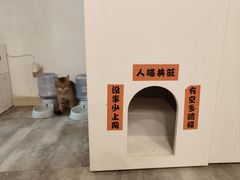 -楼上猫咖(罗湖店)