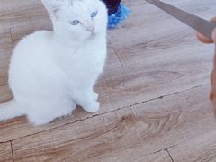 -猫的茶·猫咖