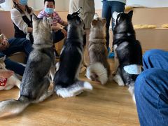 -Husky Go! 哈士奇体验馆·宠物咖啡厅狗咖