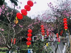 -广州市帽峰山景区