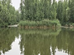 -白洋淀景区