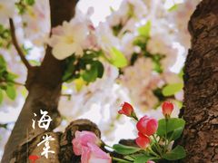 -海棠花溪(元大都城垣遗址公园)