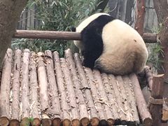 -成都大熊猫繁育研究基地