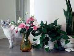 -北京赛佳动物医院