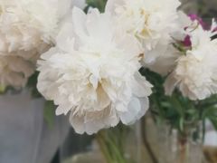 -溪岸路花鸟市场