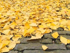 -上海青龙寺