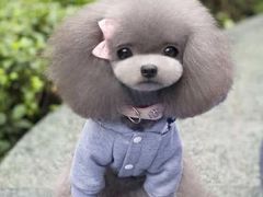 -西关老字号钵仔糕(上下九宝华路店)